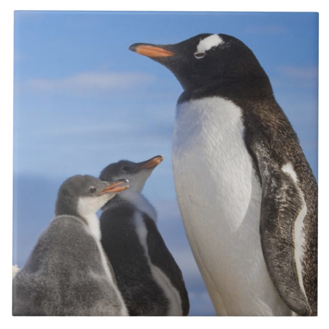 Antarctica, Neko Cove (Harbour). Gentoo penguin 2 Ceramic Tile (Front)