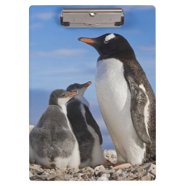 Antarctica, Neko Cove (Harbour). Gentoo penguin 2 Clipboard (Front)