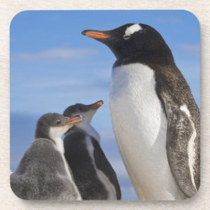 Antarctica, Neko Cove (Harbour). Gentoo penguin 2 Coaster