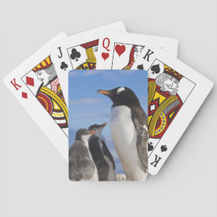 Antarctica, Neko Cove (Harbour). Gentoo penguin 2 Playing Cards