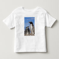 Antarctica, Neko Cove (Harbour). Gentoo penguin 2
