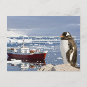 Antarctica, Neko Cove (Harbour). Gentoo penguin Postcard