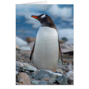Antarctica. Neko Harbour. Gentoo Penguin