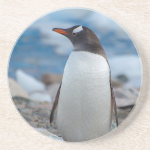 Antarctica. Neko Harbour. Gentoo Penguin Coaster