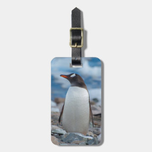 Antarctica. Neko Harbour. Gentoo Penguin Luggage Tag
