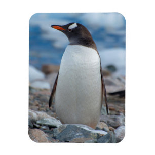 Antarctica. Neko Harbour. Gentoo Penguin Magnet