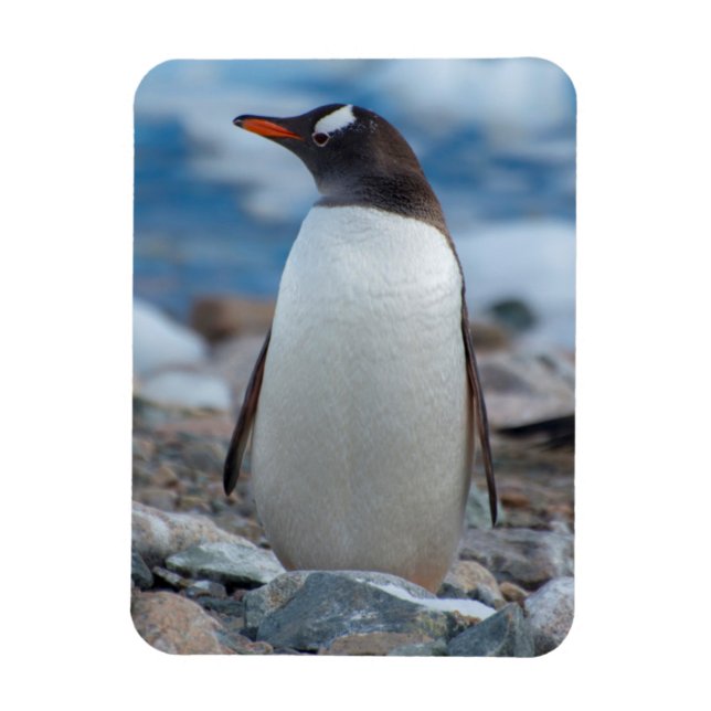 Antarctica. Neko Harbour. Gentoo Penguin Magnet (Vertical)
