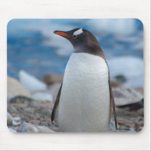 Antarctica. Neko Harbour. Gentoo Penguin Mouse Pad