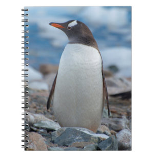 Antarctica. Neko Harbour. Gentoo Penguin Notebook