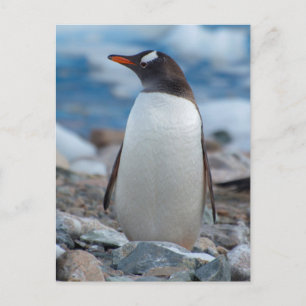 Antarctica. Neko Harbour. Gentoo Penguin Postcard