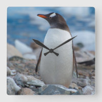 Antarctica. Neko Harbour. Gentoo Penguin