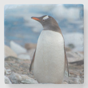 Antarctica. Neko Harbour. Gentoo Penguin Stone Coaster