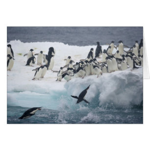 Antarctica, Paulet Island. Adelie penguins