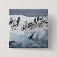 Antarctica, Paulet Island. Adelie penguins