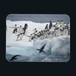 Antarctica, Paulet Island. Adelie penguins Magnet<br><div class="desc">COPYRIGHT Arthur Morris / Jaynes Gallery / DanitaDelimont.com | AN02 BJA0005.jpg | Antarctica,  Paulet Island. Adelie penguins leaping off iceberg into ocean. Credit as: Arthur Morris / Jaynes Gallery / DanitaDelimont.com</div>