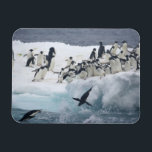 Antarctica, Paulet Island. Adelie penguins Magnet<br><div class="desc">COPYRIGHT Arthur Morris / Jaynes Gallery / DanitaDelimont.com | AN02 BJA0005.jpg | Antarctica,  Paulet Island. Adelie penguins leaping off iceberg into ocean. Credit as: Arthur Morris / Jaynes Gallery / DanitaDelimont.com</div>