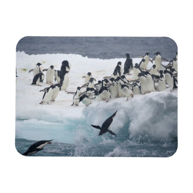Antarctica, Paulet Island. Adelie penguins Magnet (Horizontal)