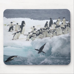 Antarctica, Paulet Island. Adelie penguins Mouse Pad