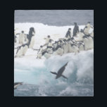Antarctica, Paulet Island. Adelie penguins Notepad<br><div class="desc">COPYRIGHT Arthur Morris / Jaynes Gallery / DanitaDelimont.com | AN02 BJA0005.jpg | Antarctica,  Paulet Island. Adelie penguins leaping off iceberg into ocean. Credit as: Arthur Morris / Jaynes Gallery / DanitaDelimont.com</div>