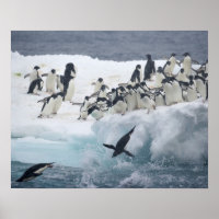 Antarctica, Paulet Island. Adelie penguins