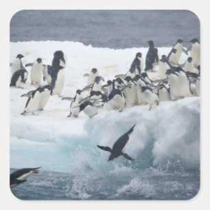 Antarctica, Paulet Island. Adelie penguins Square Sticker
