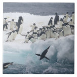 Antarctica, Paulet Island. Adelie penguins Tile<br><div class="desc">COPYRIGHT Arthur Morris / Jaynes Gallery / DanitaDelimont.com | AN02 BJA0005.jpg | Antarctica,  Paulet Island. Adelie penguins leaping off iceberg into ocean. Credit as: Arthur Morris / Jaynes Gallery / DanitaDelimont.com</div>