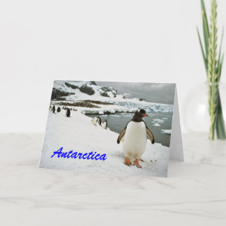 Antarctica Penguins Greetings Card