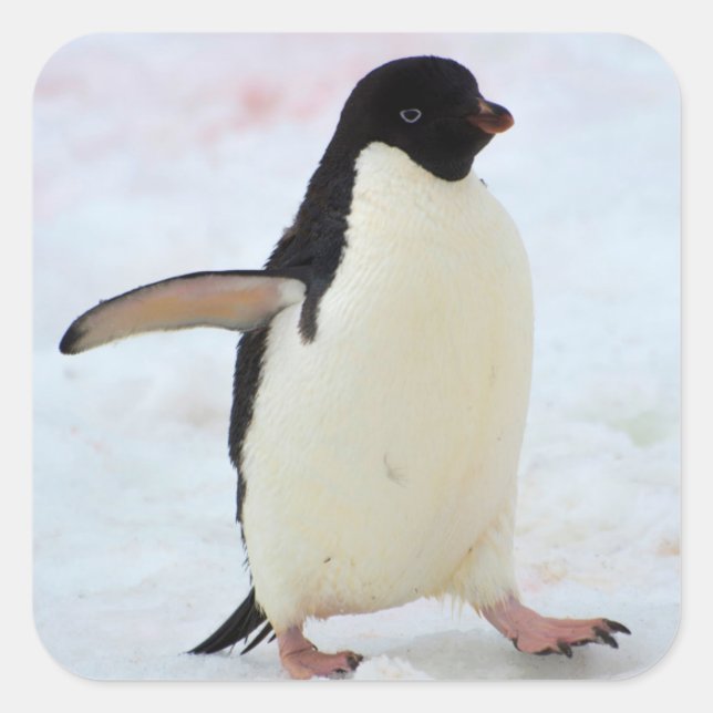 Antarctica. Petermann Island. Adelie penguin Square Sticker (Front)
