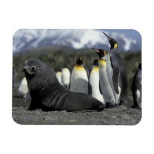 Antarctica, South Georgia Island. Antarctic fur Magnet