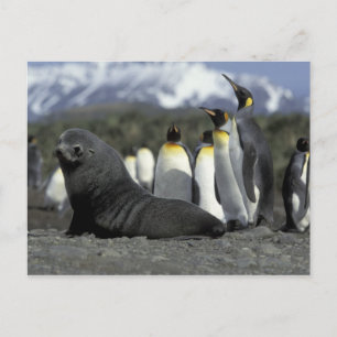 Antarctica, South Georgia Island. Antarctic fur Postcard