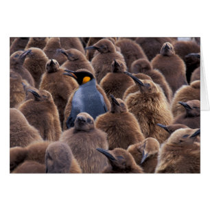 Antarctica, South Georgia Island, King penguins
