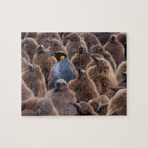 Antarctica, South Georgia Island, King penguins Jigsaw Puzzle