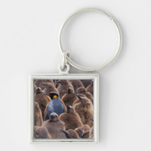 Antarctica, South Georgia Island, King penguins Key Ring