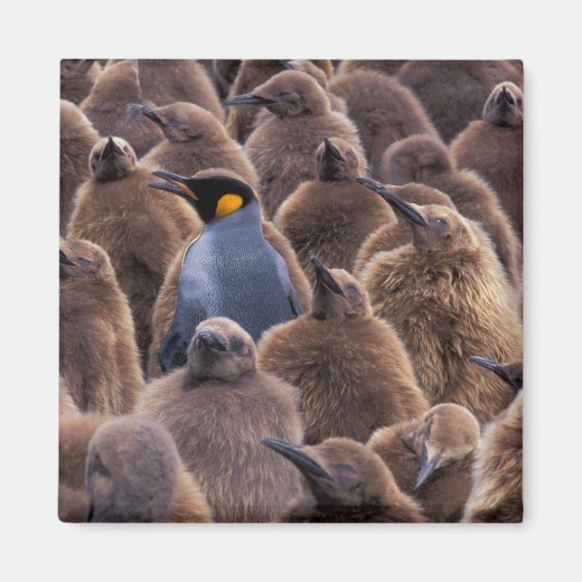 Antarctica, South Georgia Island, King penguins Magnet (Front)