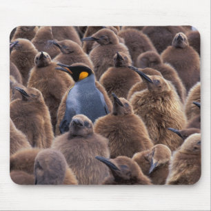 Antarctica, South Georgia Island, King penguins Mouse Pad