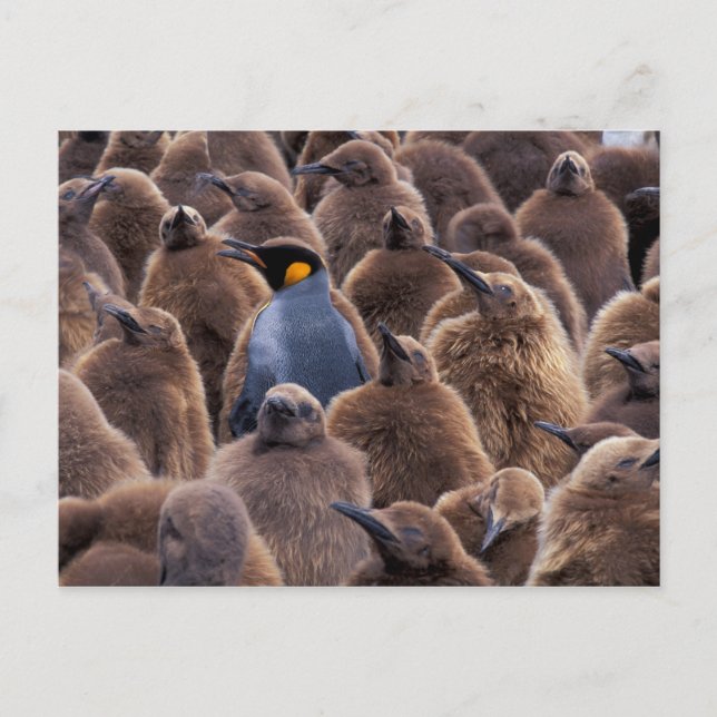 Antarctica, South Georgia Island, King penguins Postcard (Front)