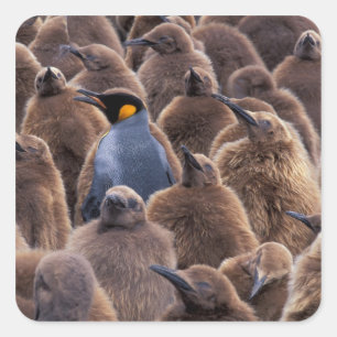 Antarctica, South Georgia Island, King penguins Square Sticker