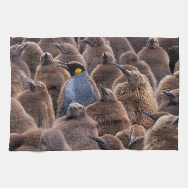 Antarctica, South Georgia Island, King penguins Tea Towel (Horizontal)
