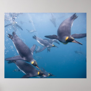 Antarctica, South Georgia Island (UK), 2 Poster