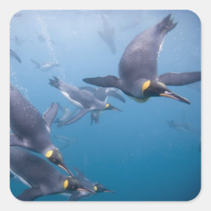Antarctica, South Georgia Island (UK), 2 Square Sticker