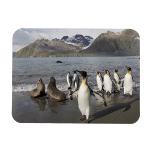 Antarctica, South Georgia Island (UK), Antarctic 2 Magnet