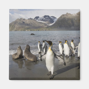 Antarctica, South Georgia Island (UK), Antarctic 2 Magnet