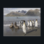 Antarctica, South Georgia Island (UK), Antarctic 2 Postcard<br><div class="desc">COPYRIGHT Paul Souders / DanitaDelimont.com | AN01 PSO0139.jpg | Antarctica,  South Georgia Island (UK),  Antarctic Fur Seals (Arctocephalus gazella) and King Penguins (Aptenodytes patagonicus) in surf along Gold Harbour on late summer morning</div>