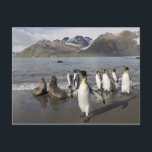 Antarctica, South Georgia Island (UK), Antarctic 2 Postcard<br><div class="desc">COPYRIGHT Paul Souders / DanitaDelimont.com | AN01 PSO0139.jpg | Antarctica,  South Georgia Island (UK),  Antarctic Fur Seals (Arctocephalus gazella) and King Penguins (Aptenodytes patagonicus) in surf along Gold Harbour on late summer morning</div>