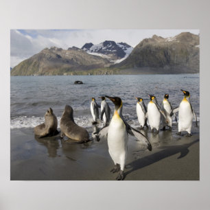 Antarctica, South Georgia Island (UK), Antarctic 2 Poster