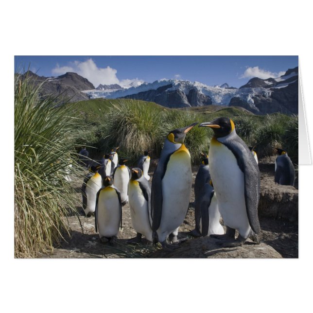 Antarctica, South Georgia Island UK), King (Front Horizontal)