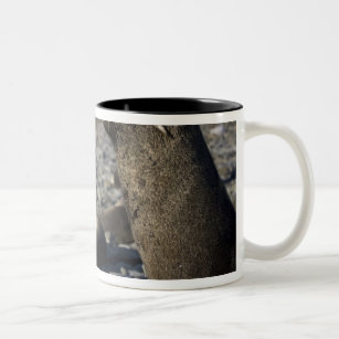 Antarctica, South Georgia Island (UK), King 15 Two-Tone Coffee Mug