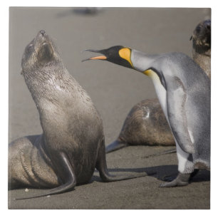 Antarctica, South Georgia Island (UK), King 3 Ceramic Tile