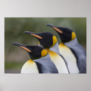 Antarctica, South Georgia Island UK), King 5 Poster