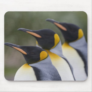 Antarctica, South Georgia Island UK), King Mouse Pad